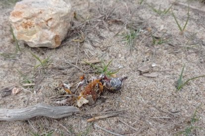 En uno de los huevos había un pollo a punto de salir.