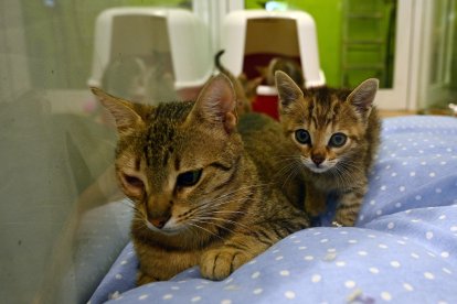 Los animales solo se dan en adopción cuando pueden comer por sí mismos y con compromiso de esterilizarlos.