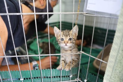 En la protectora hay unos 250 gatos además de los que viven en el patio.