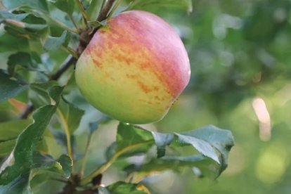 Delafruit se convierte en B Corp por su buen gobierno