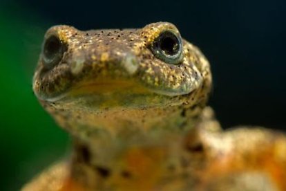 El centro está especializado en anfibios y reptiles.