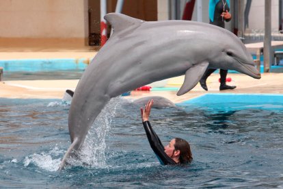 Aquopolis cierra el delfinario de La Pineda y envía a sus nueve cetáceos al sur de China