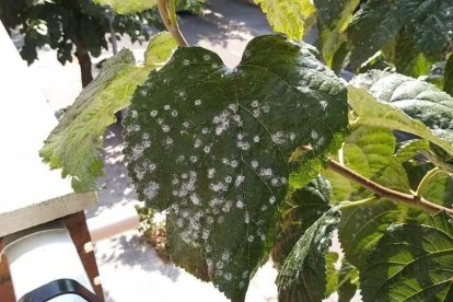 Detalle del la plaga en una hoja de las moreras.
