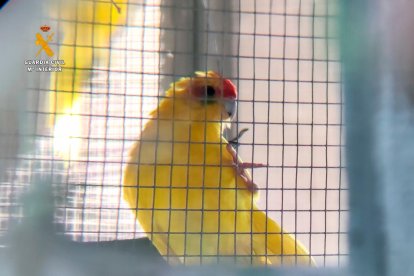 Algunos animales han sido trasladados la Parc Natural del Delta de l’Ebre.