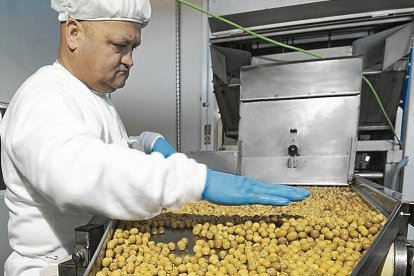 Trabajadores durante el proceso de selección y envasado de las aceitunas.
