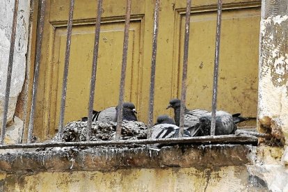 Un edificio abandonado en la Part Alta se ha convertido en un palomar.