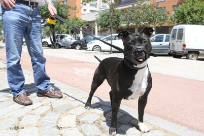 L'objectiu de la campanya és tenir els carrers més nets i conscienciar als propietaris de gossos.