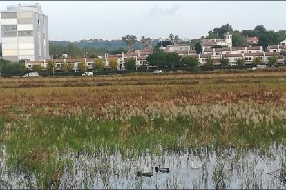 Patos en la zona inundada.
