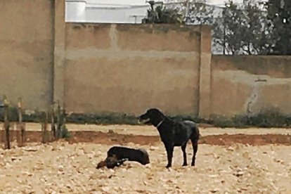 Dos de los perros, después de matar un gallo.