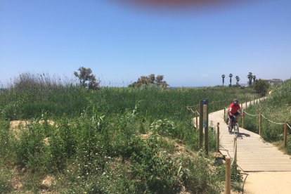 Les Madrigueres invadidas de caña asiática.