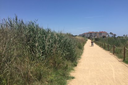 Los ecologistas impulsarán la retirada de caña en Les Madrigueres.