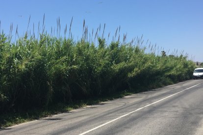 El calor y el agua han propiciado un fuerte rebrote de la caña. A la derecha, ejemplares de plumero de la Pampa.