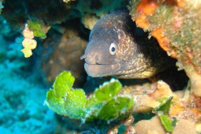 La reserva marina atesora una gran riqueza.