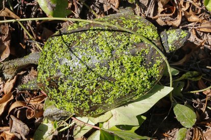 Tortuga de rierol.