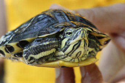 Tortuga de Florida.