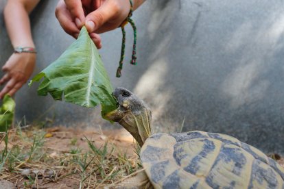 Un grupo de jóvenes da de comer a una tortuga de tierra.