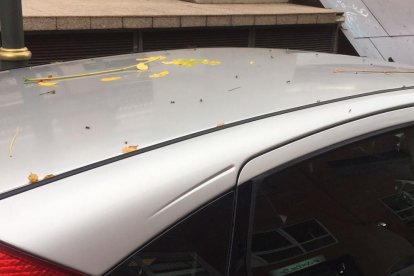 Techo de un vehículo estacionado con algunos ejemplares.