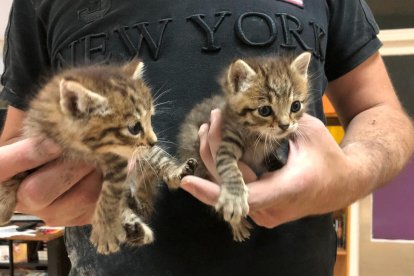 Imagen de los dos gatitos sanos y salvos después del rescate.