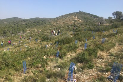 Reforestación en la montaña del Comú.