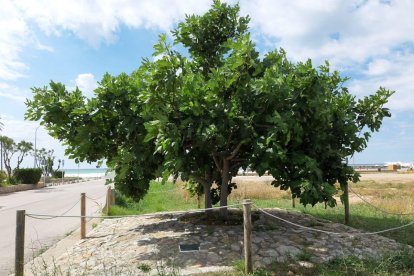 Los vecinos han colocado una placa en recuerdo del jardinero.