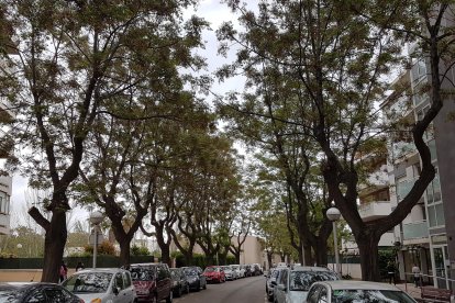 Varios cinamomos ubicados en la calle Milà, esquina con la calle Barcelona.
