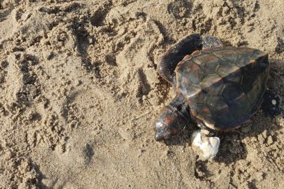 La tortuga rescatada en Sant Salvador.