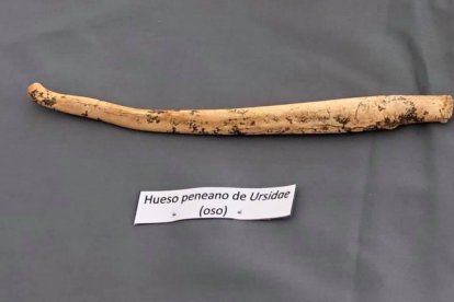 El hueso peneano de oso encontrado en Atapuerca durante esta campaña.