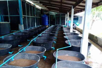 Una de las granjas de poliquetos que asesora el científico.