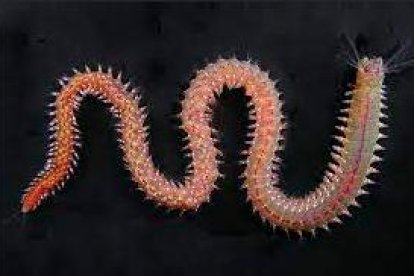 Ejemplar de ‘Perinereis Nuntia’, poliqueto utilizado para esta comida libre de enfermedades.