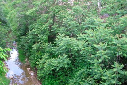Aquests arbres són diferents aliants, una de les espècies exòtiques més invasores que hi ha al nostre territori.
