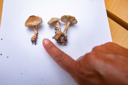 Lepiota (venenosa) y collybia, no comestible.