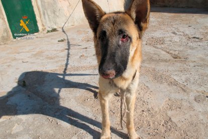 Dos ejemplares de perros que podrían sufrir maltrato animal.