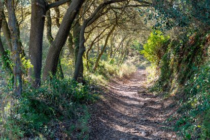 Sendero del camino de ida.