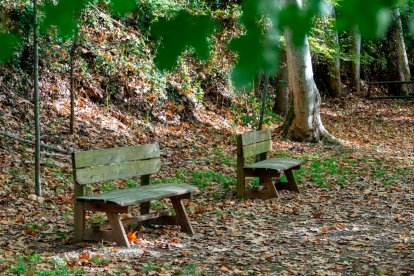 L’Albereda de Santes Creus.