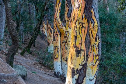 El Bosc Pintat de Poblet.
