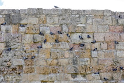 Es habitual ver cómo las palomas se instalan en los huecos de los monumentos. Por ejemplo, en las Muralles.