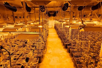 Nave industrial de un grupo criminal dedicado al cultivo de droga en Mont-roig del Camp.
