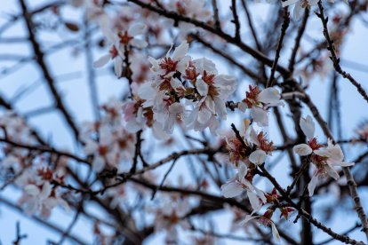 Almendro en flor.