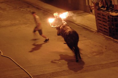 Un bou embolat, a les festes de la Ràpita.
