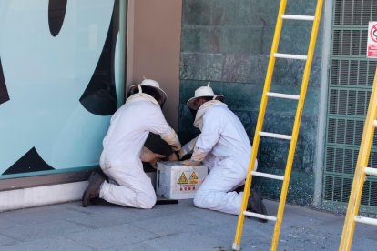 Los bomberos dejando en el suelo la caja con la mayoría de insectos.