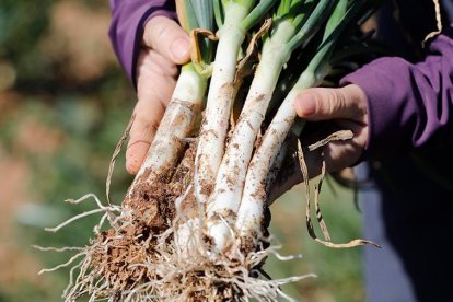 Calçots de secano de su cosecha.