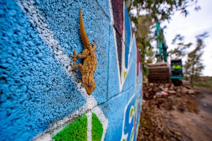 Una salamanquesa en el muro del viejo camping, que se ha derruido.