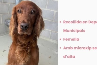 Perro perdido Calafell