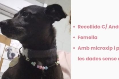 Perro perdido Calafell