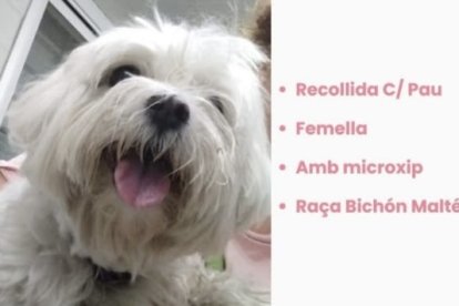 Perro perdido Calafell.