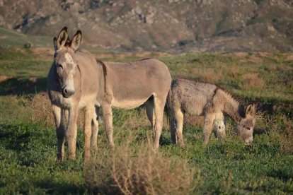 Burros empleados para evitar incendios