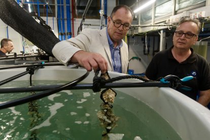 a l'IRTA hi ha en marxa un estudi sobre la cria local d'ostra.