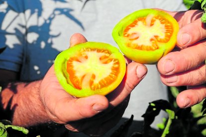 El ‘Benach’ es verde y crujiente por fuera, y casi hueco y dulce en su interior, nada ácido.