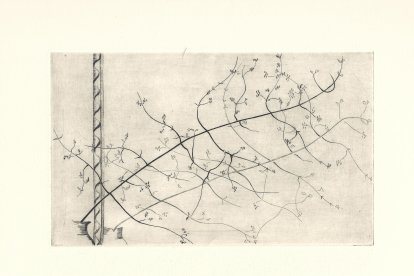 ‘Branche devant un miroir’, 1965. Grabado al buril.