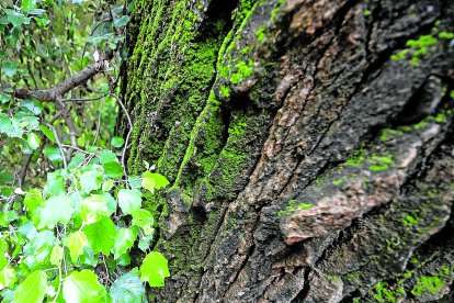 Detall de l'escorça d'un dels roures centenaris
